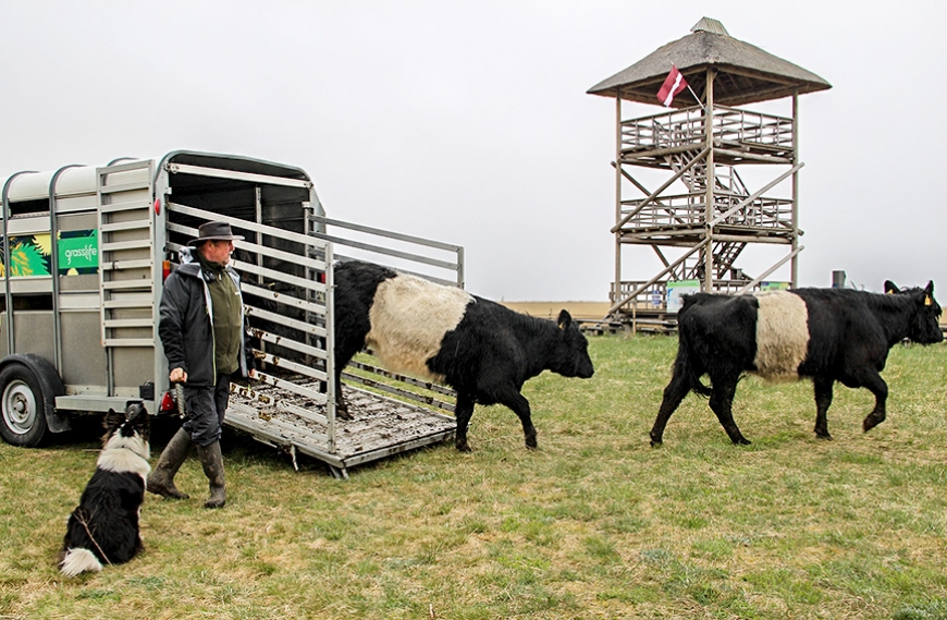 Randu pļavās bioloģiski vērtīgos zālājus atjauno govis