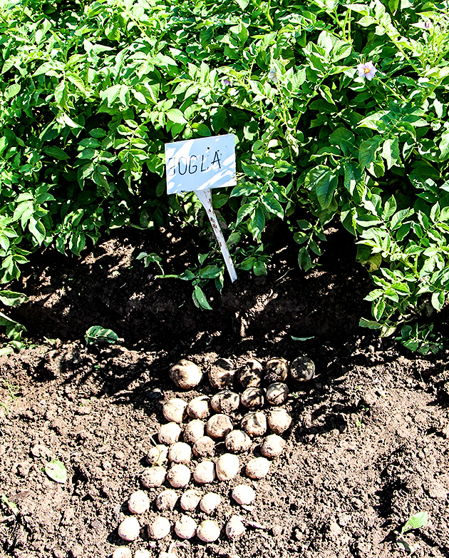 Cietes ražotājiem būs augstražīga vietējā kartupeļu šķirne «Jogla»