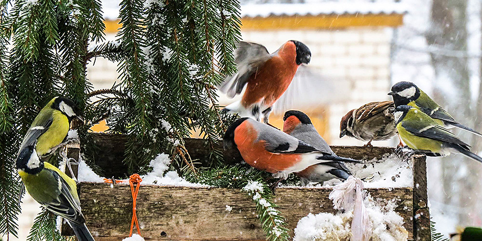 Gājputni, ērces un temperatūras rekordi "sauc" pavasari