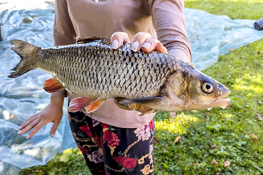 Zinātnieki zvejo dīķos (Kurzeme)