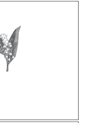 ornament-10