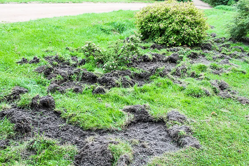 Tūjieši piedzīvo mežacūku “uzlidojumu”