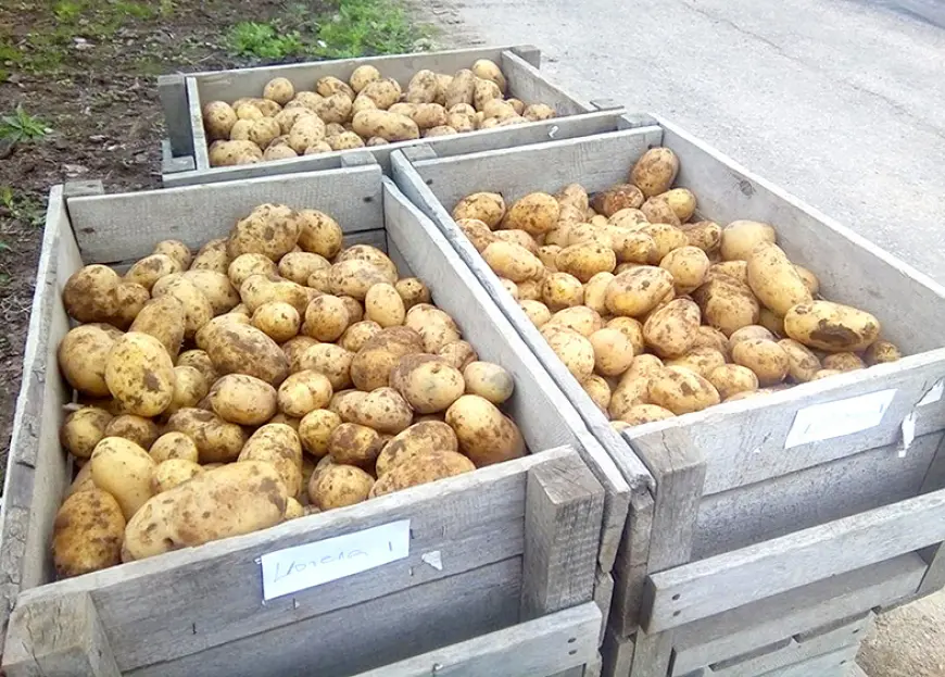 Sēklas kartupeļu pārstrādei pavasarī var pietrūkt
