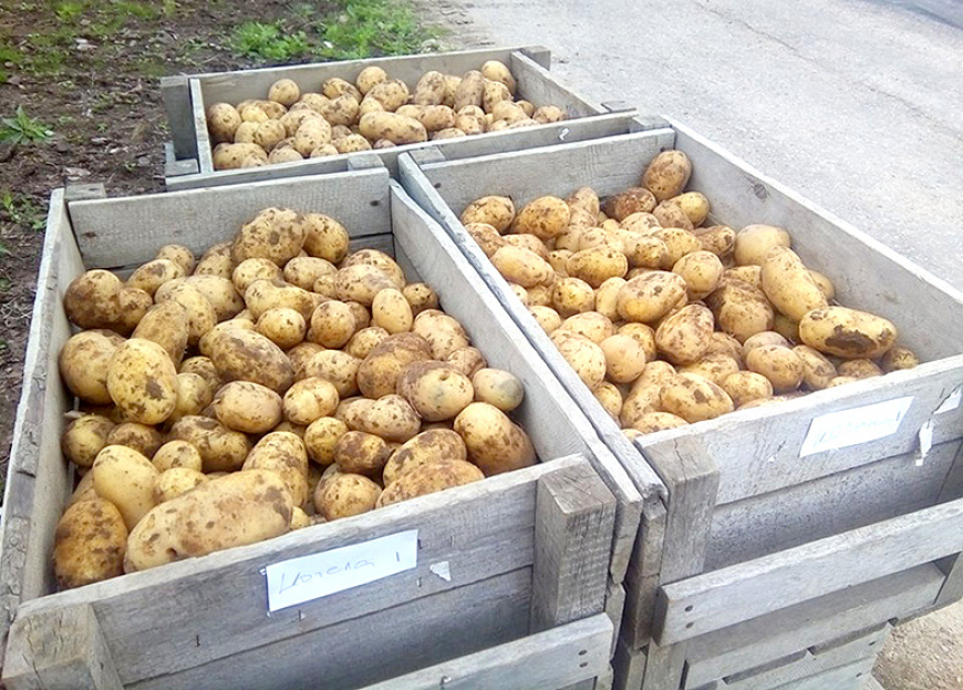 Sēklas kartupeļu pārstrādei pavasarī var pietrūkt