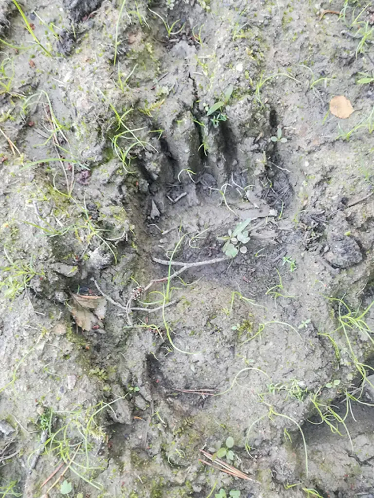 Dodoties ogot, Rozēnos manītas lāča pēdas