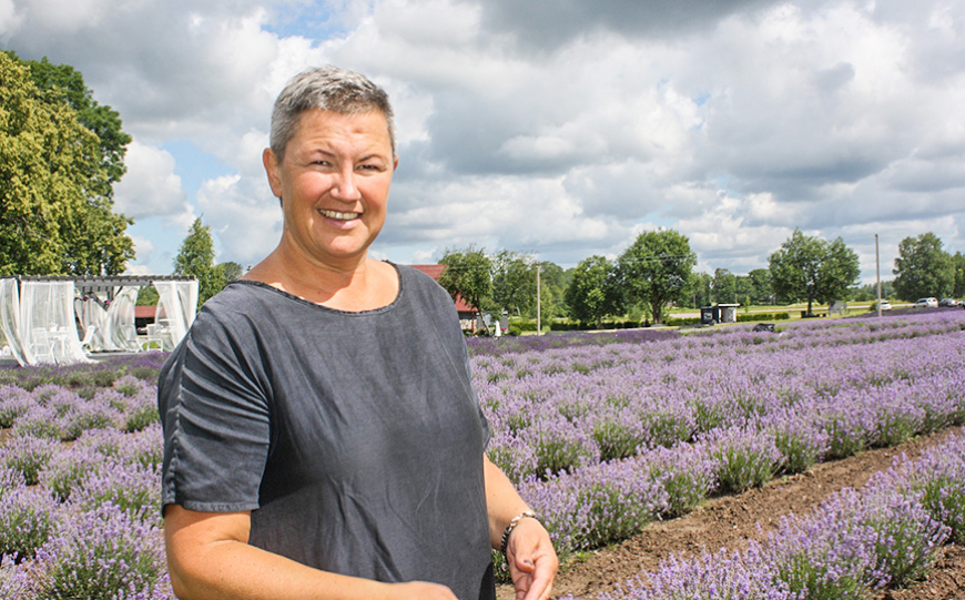 Šovasar lavandas Umurgas «Mazķītās» uzzied agrāk nekā Kurzemē