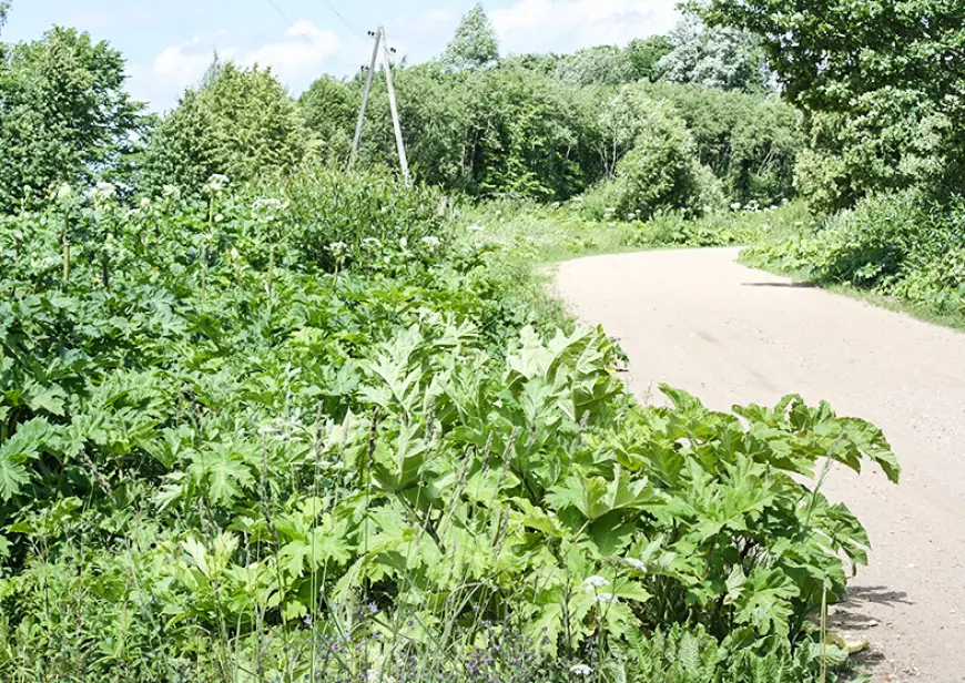 Latvāņi aug par spīti visam