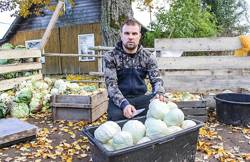 Kāpostu lērums puikulieša sētā