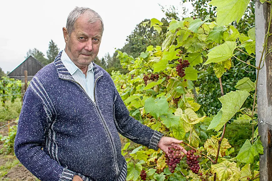 Pirmā lielā raža vīnogu dārzā Puršēnos
