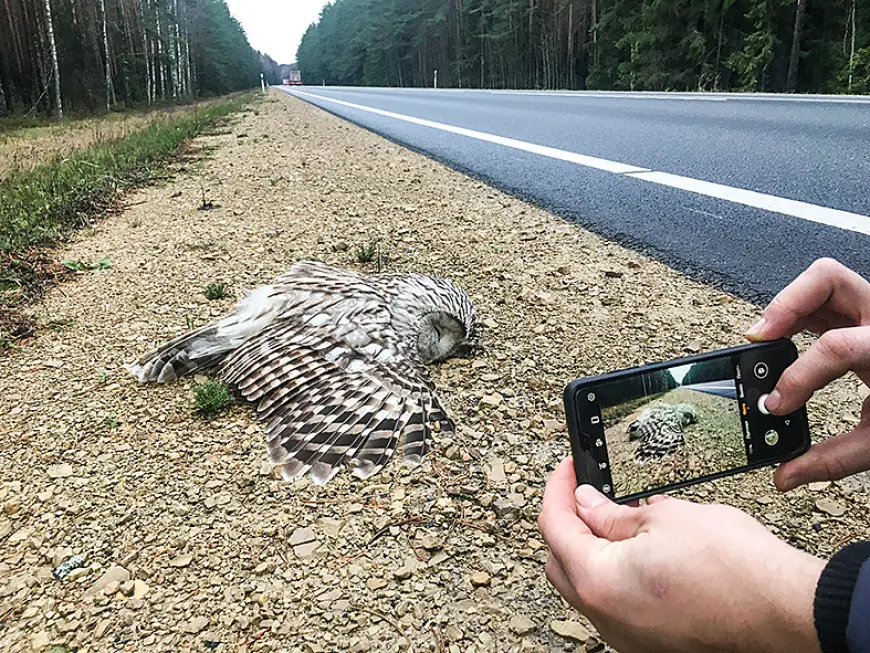 Aicina autovadītājus saudzēt urālpūces