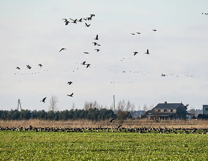 Saņem pirmās atļaujas zosu letālai atbaidīšanai