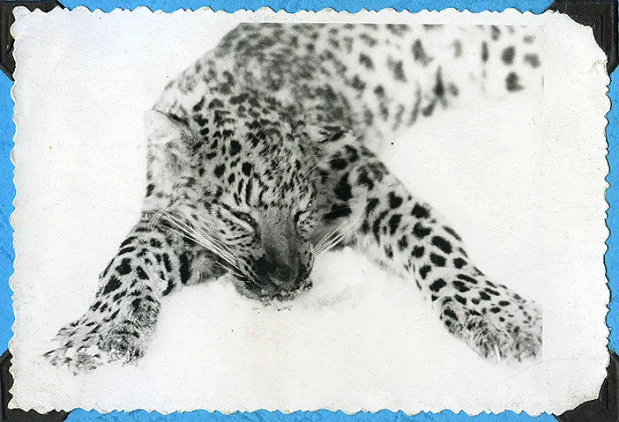 Aprit 60 gadu, kopš mūspusē nomedīts leopards