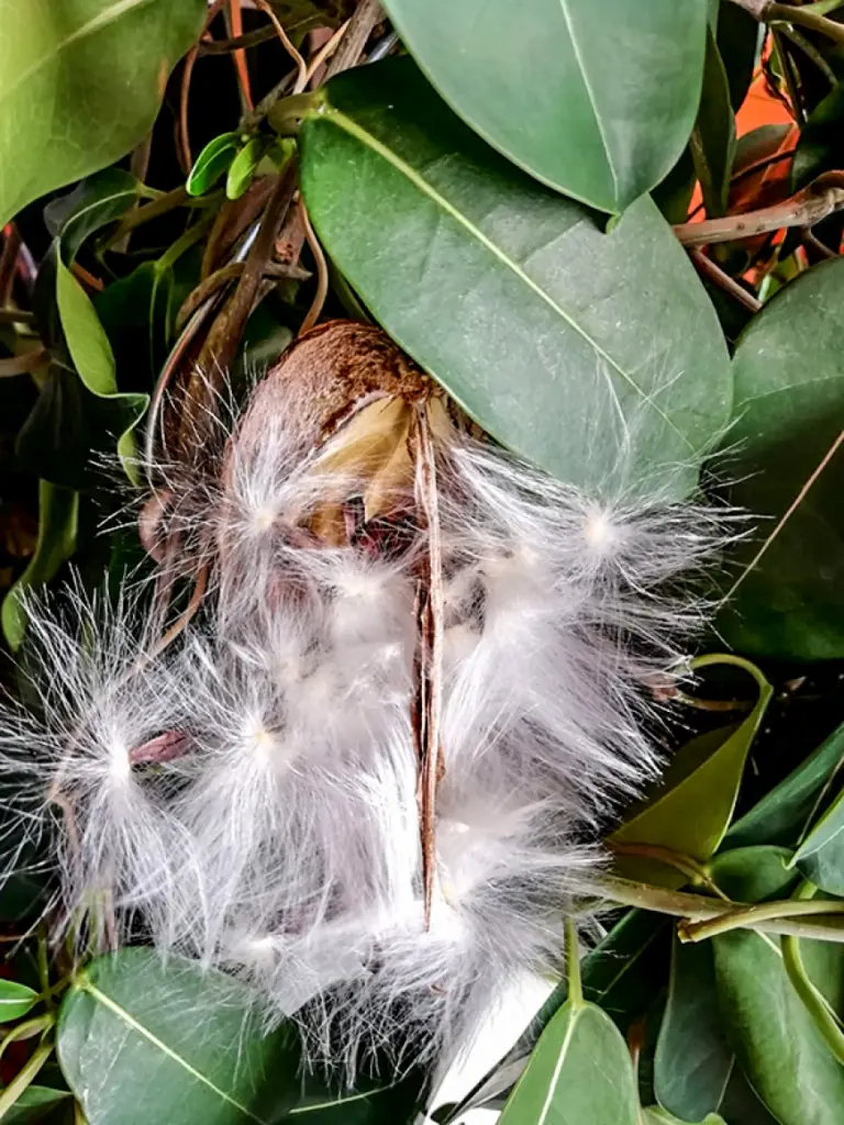 LGB pirmoreiz uzziedējis Madagaskaras jasmīns