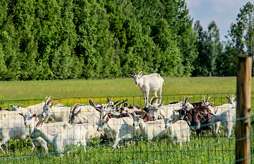 «Strēlnieku» saimnieki lauž aizspriedumus par kazām