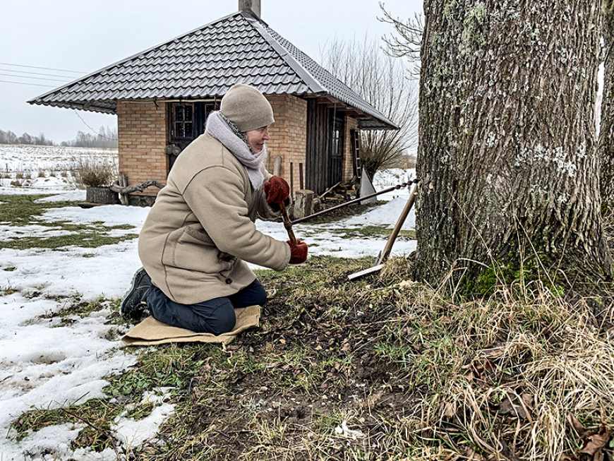 Tek kļavu sulas – saldais pavasara veselības dzēriens
