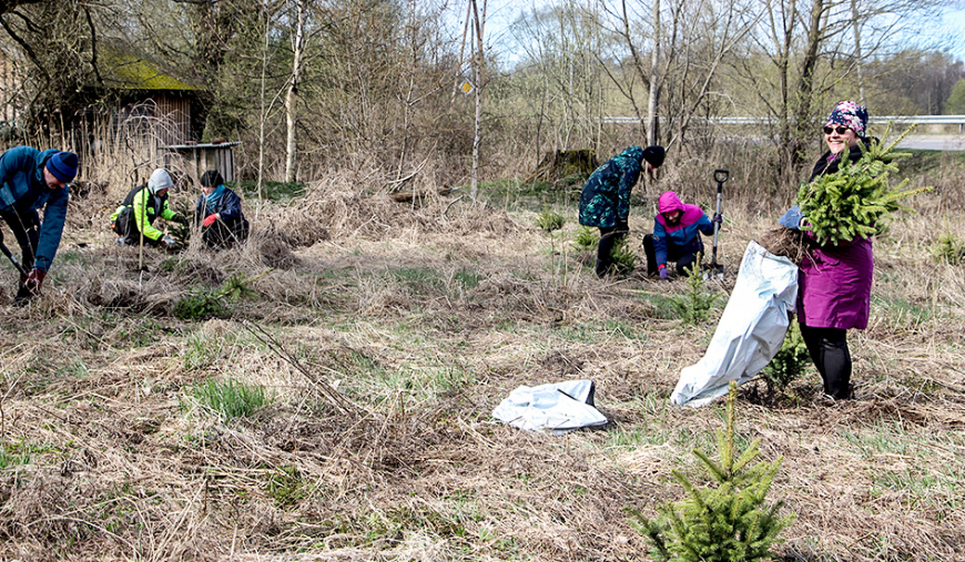 Limbaži kļūst par 100 skujkokiem bagātāki