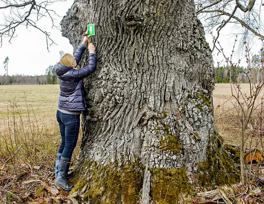 Lēdurgas pagastā par dažiem “apzīmogotiem” dižkokiem vairāk