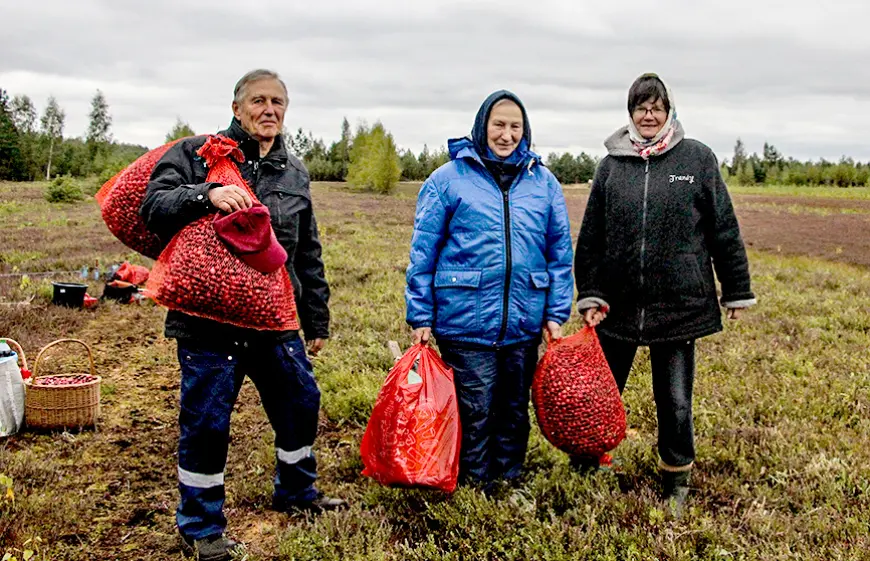 Laugas purva dižbrūklenes –  spēcīgākai imunitātei un labam noskaņojumam