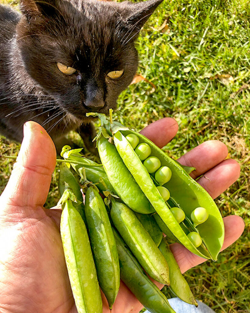 Arī oktobrī var ziedēt un gatavoties cukurzirņi
