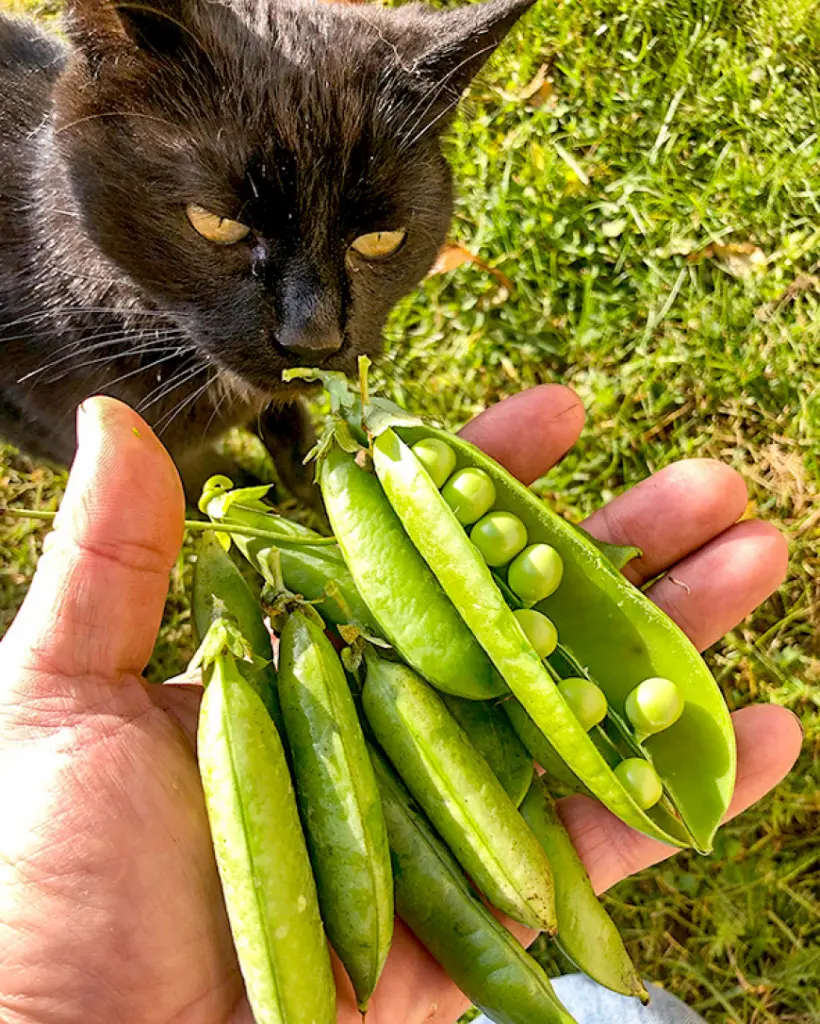 Arī oktobrī var ziedēt un gatavoties cukurzirņi