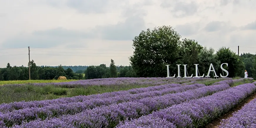 Sācies lavandu ziedēšanas laiks