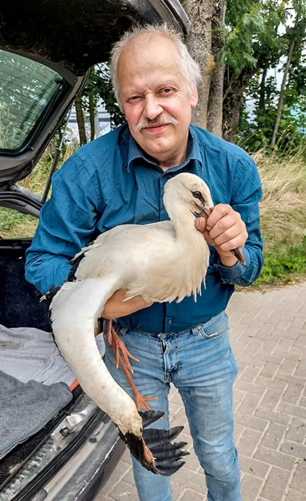 No Alojas putnu patversmē nogādā stārķi