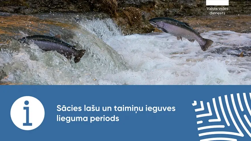 Sākusies lašveidīgo pastiprināta sargāšana