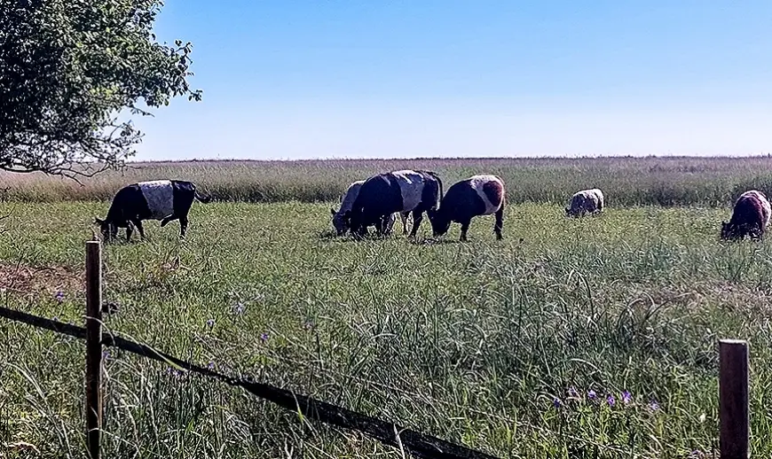 Galovejas govis dabas liegumā «Randu pļavas» ļoti labi pastrādājušas