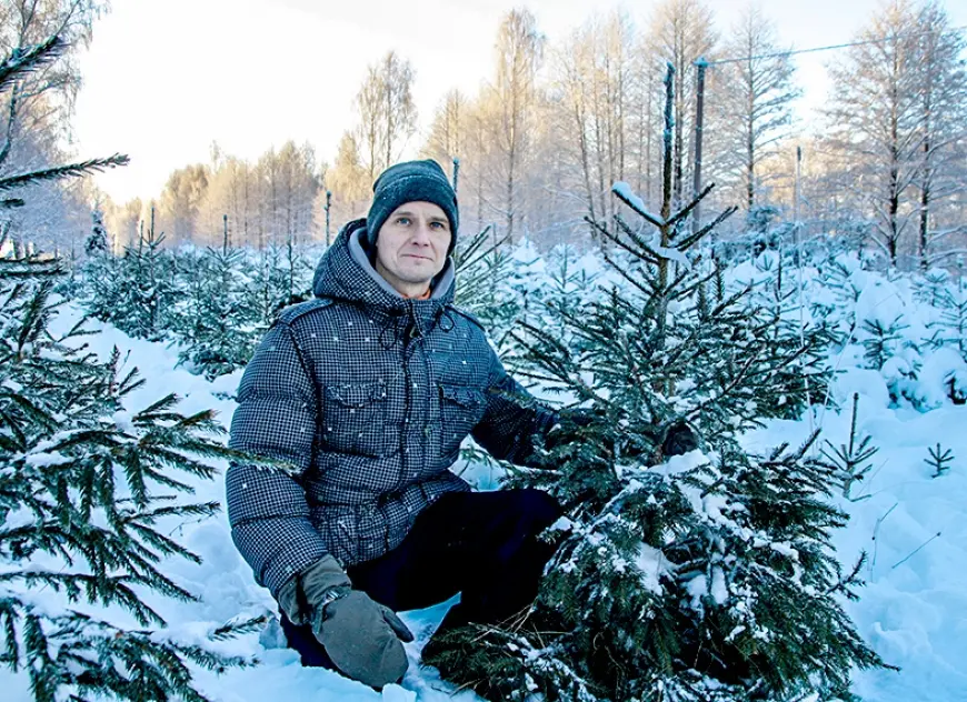 Limbažu pievārtē iekopta Ziemassvētku eglīšu plantācija