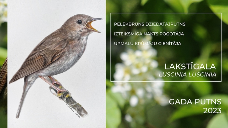 Aicina piedalīties gada putna zīmējumu konkursā