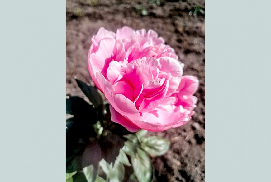 Limbažos būs jau trešie Peoniju svētki