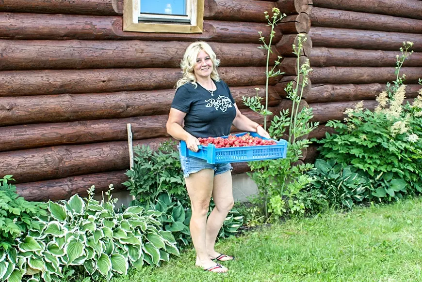 Ingunas Silas saimniecībā zemeņu laiks sācies jau jūnija vidū
