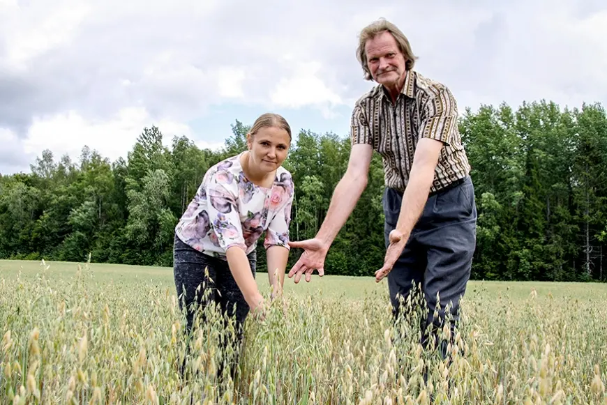 «Aloja Agro» laukos cerētā raža šogad varētu būt pat uz pusi mazāka