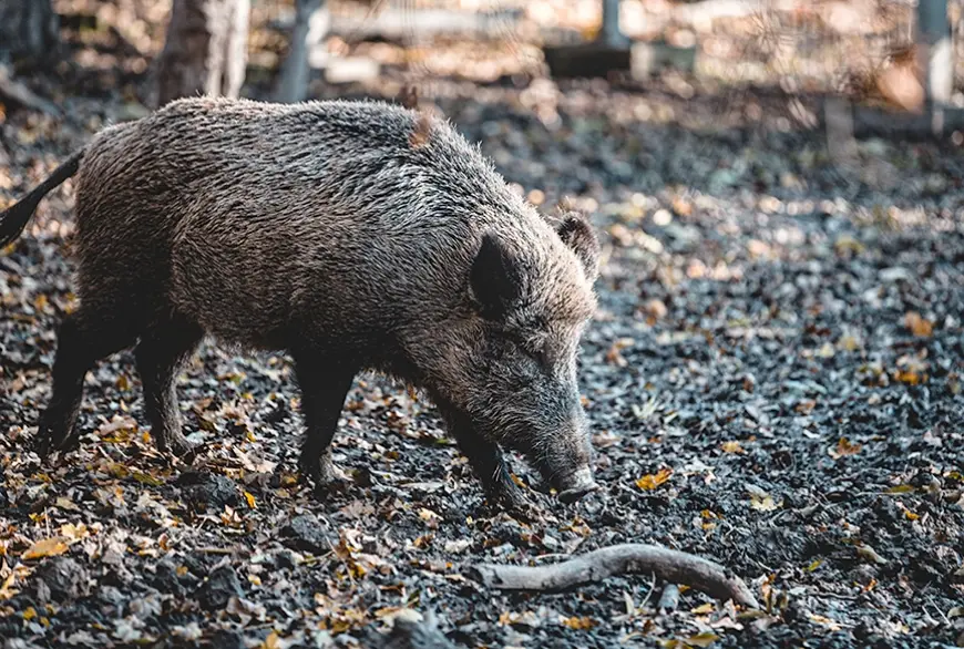 Dzinējmedību sezonā mūspusē kolektīvu sekmes dažādas