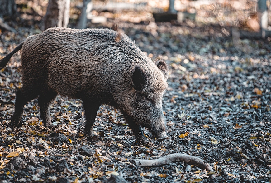 Dzinējmedību sezonā mūspusē kolektīvu sekmes dažādas