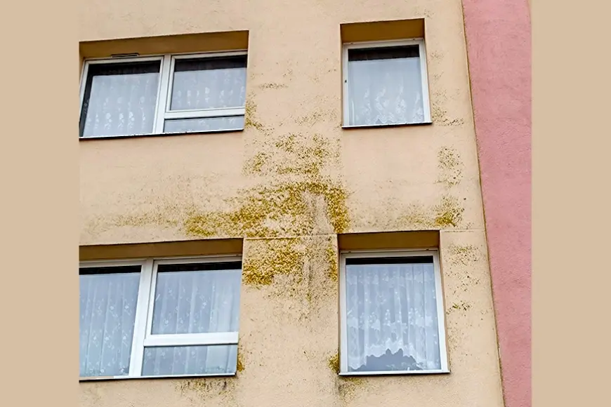 Limbažos satraucas par pelējumu uz ēkas fasādes