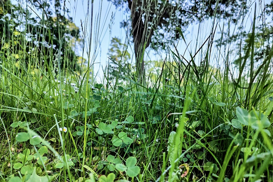Pie Jelgavas pils nav nepļauts zālājs, tā būs parkveida pļava (Zemgale)