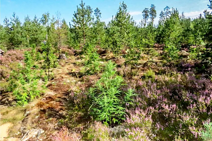 Līksnā atklāj marihuānas audzētavu mežā (Latgale)