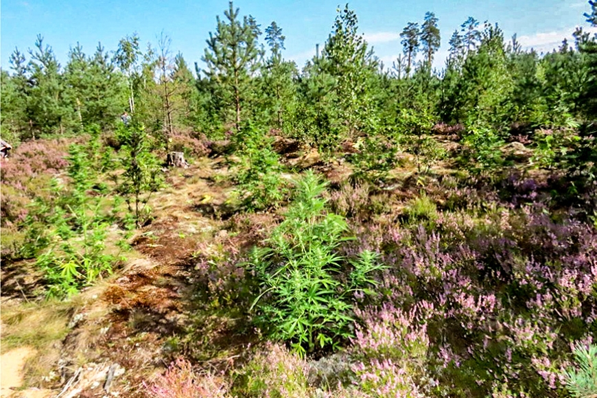Līksnā atklāj marihuānas audzētavu mežā (Latgale)