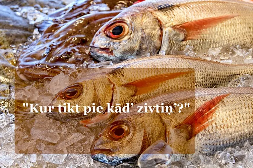 Aptauja: Kur tikt pie kād’ zivtiņ’?