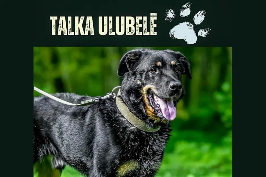 Staiceliete aicina atsaukties pašas rīkotai talkai dzīvnieku patversmē «Ulubele»