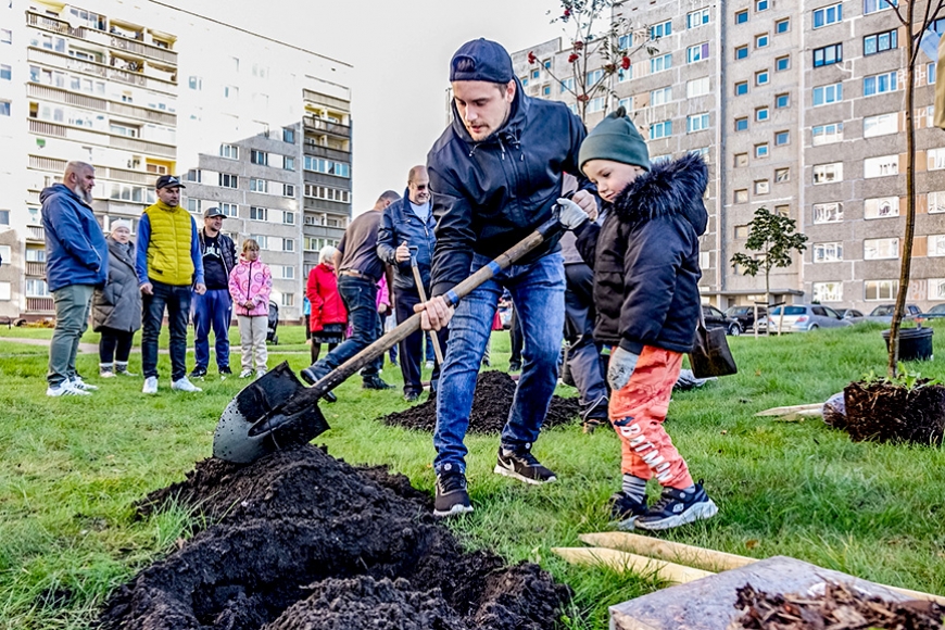Ventspils labiekārtotajos pagalmos iestāda kokus (Kurzeme)