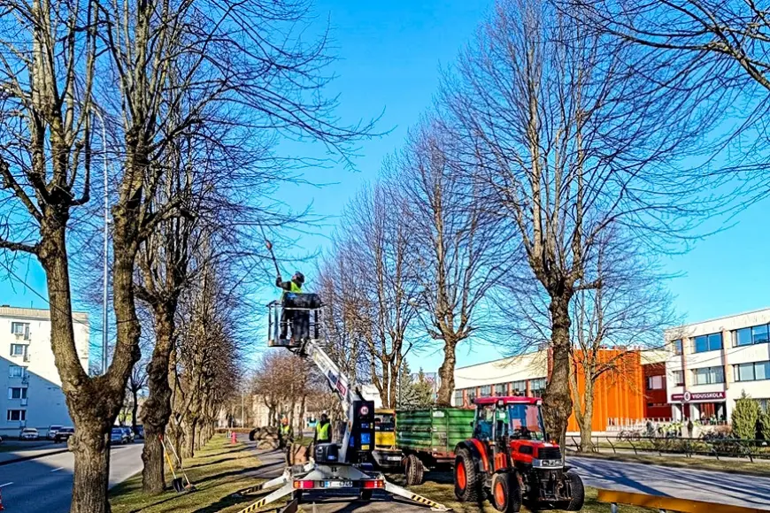 Uzsākti ikgadējie koku kopšanas darbi (Kurzeme)