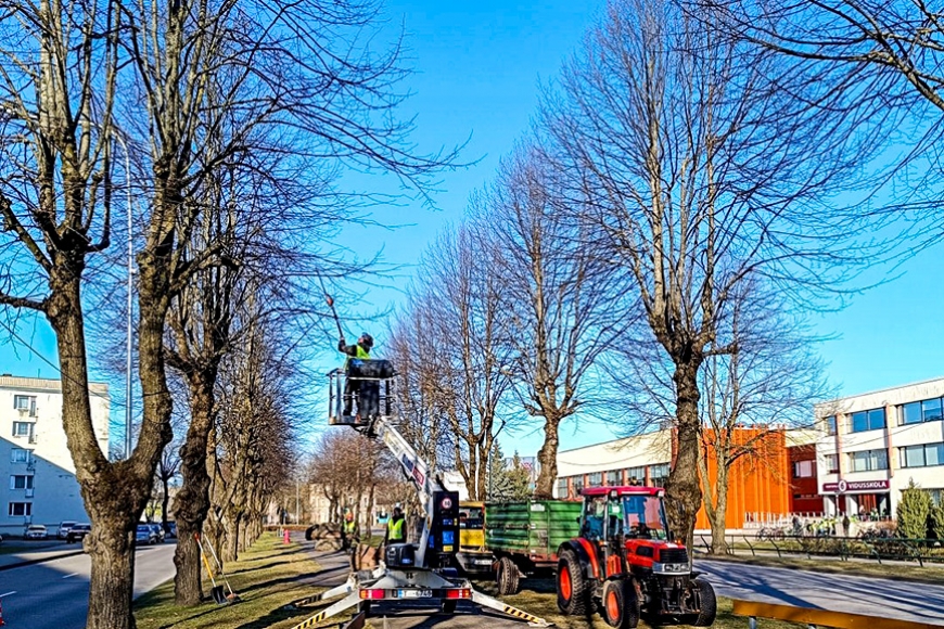 Uzsākti ikgadējie koku kopšanas darbi (Kurzeme)