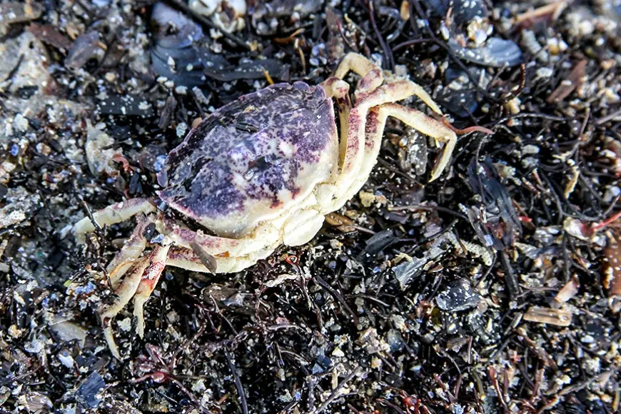 Dubļu krabji ienākuši uz palikšanu (Kurzeme)