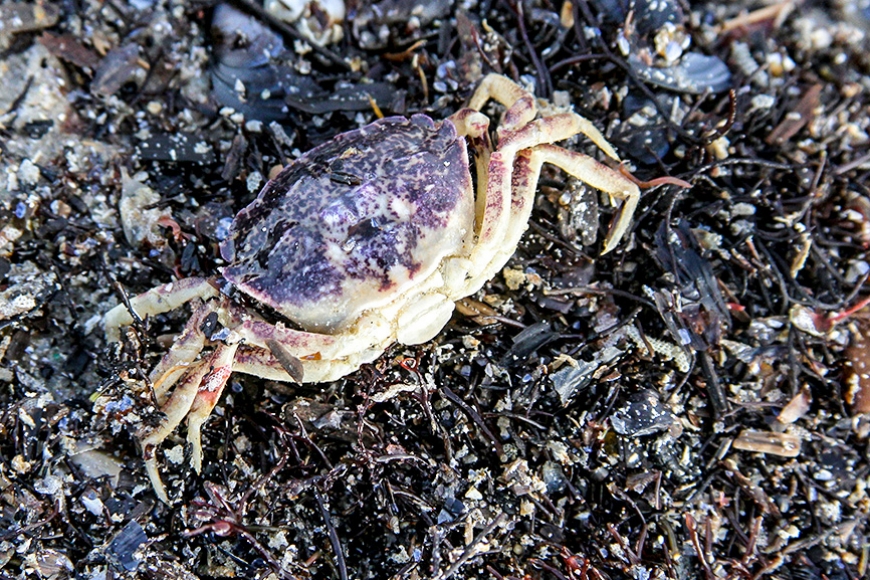 Dubļu krabji ienākuši uz palikšanu (Kurzeme)