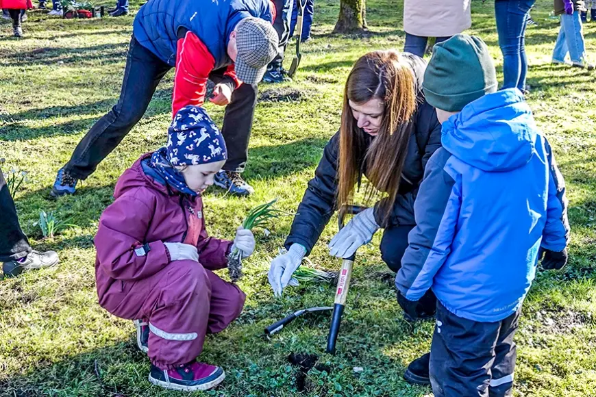 Iedēsta 5000 sniegpulkstenīšu stādus (Kurzeme)