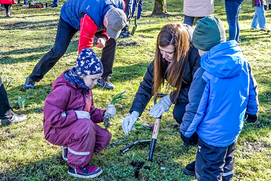 Iedēsta 5000 sniegpulkstenīšu stādus (Kurzeme)