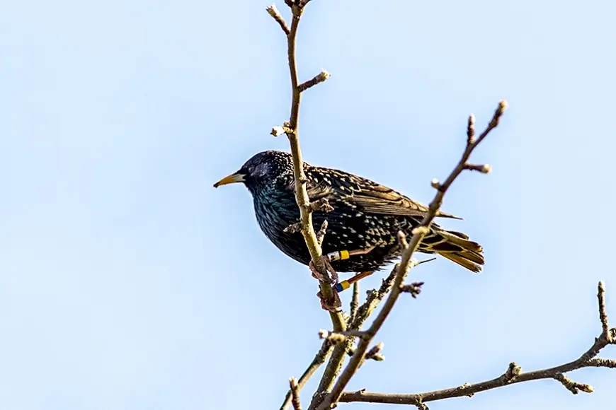 Aicina ziņot par gredzenotiem mājas strazdiem