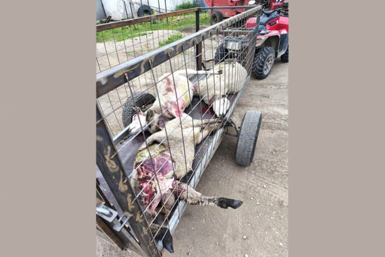 Latgale: Izvaltas zemniekam vilki posta ganāmpulku